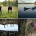 Sweden's Moose Cam Lets You Slip Into the Wilderness—No Flight Required