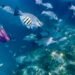 What Scuba Diving and Breathwork Taught Me About Staying Calm Under Pressure