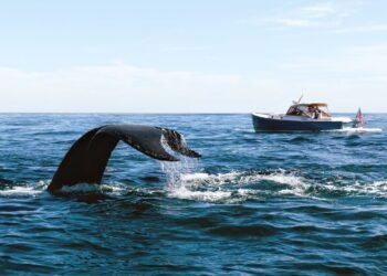 What's New on Cape Cod and the Islands This Summer—and the Underrated Spots to Explore