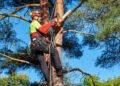 ‘He threatened to cut the roots’: A tree fell onto my neighbor’s property during a storm. Then all hell broke loose.