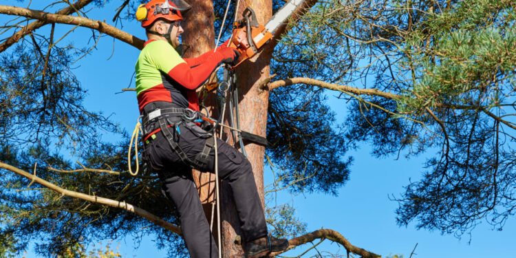 ‘He threatened to cut the roots’: A tree fell onto my neighbor’s property during a storm. Then all hell broke loose.