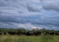 Screwworm border closure fuels beef boom in Mexico, gloom in Texas