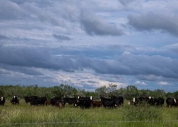 Screwworm border closure fuels beef boom in Mexico, gloom in Texas