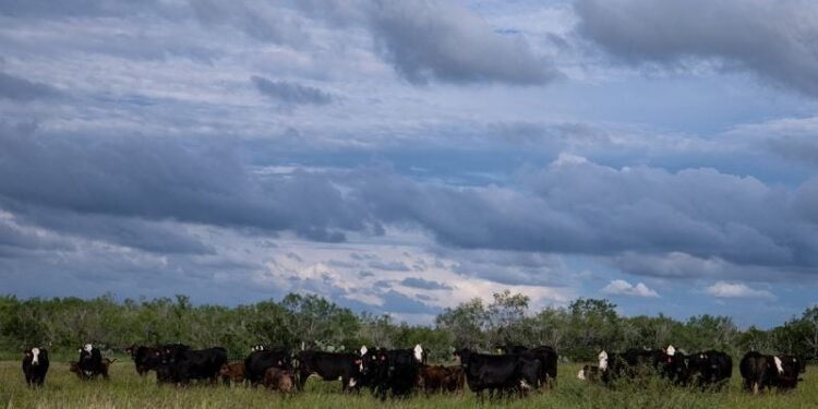 Screwworm border closure fuels beef boom in Mexico, gloom in Texas