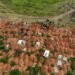 At least 30 deaths at Congo camp show Ebola could be spreading fast