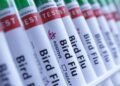 Australia vows to rein in any H5N1 birdflu after confirming first case