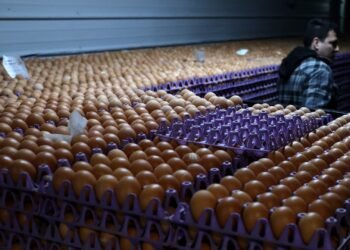 Egg producers settle price inflation probe for $3.3 million