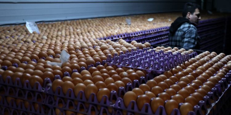 Egg producers settle price inflation probe for $3.3 million