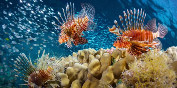 I'm No Good at Spearing Lionfish, But I Sure Can Eat Them