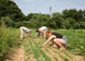 New York launches tariff relief program for farmers