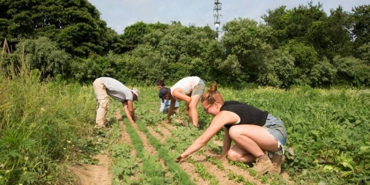 New York launches tariff relief program for farmers
