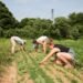 New York launches tariff relief program for farmers