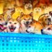 Paxos Adds Dogecoin to Brokerage and Custody Platform