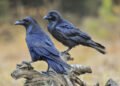 Raven Capital backs $655m refinancing for US lender Elevate