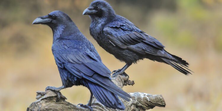 Raven Capital backs $655m refinancing for US lender Elevate