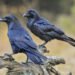 Raven Capital backs $655m refinancing for US lender Elevate