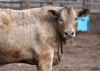Screwworm border closure fuels beef boom in Mexico, gloom in Texas