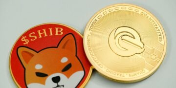 shiba inu