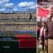 Soccer Lovers, Here's How You Can Win World Cup Finals Tickets (Plus a VIP Experience With David Beckham)