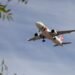 TAP Air Portugal Discount Codes June 2026