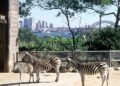 The Best Zoos in the World for Lions and Tigers and Bears, Oh My!