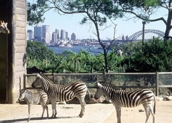 The Best Zoos in the World for Lions and Tigers and Bears, Oh My!