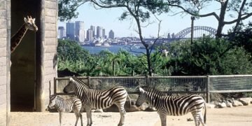 The Best Zoos in the World for Lions and Tigers and Bears, Oh My!