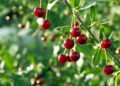 Coller Capital taps Italian wealth market with Cherry Bank partnership