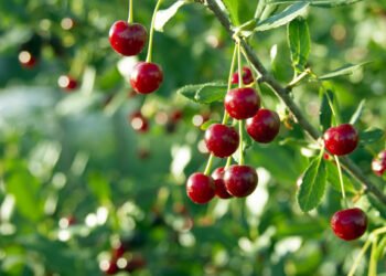 Coller Capital taps Italian wealth market with Cherry Bank partnership