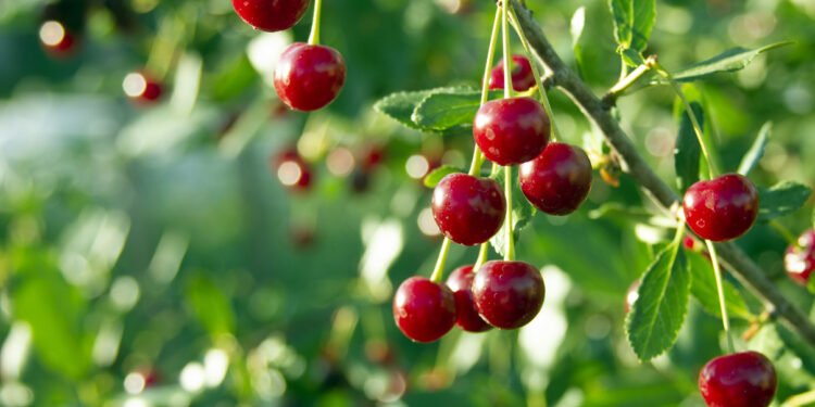 Coller Capital taps Italian wealth market with Cherry Bank partnership