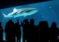 The Best Aquariums in the US
