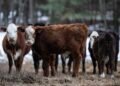 This may be the real reason USDA made a huge revision to its beef-export sales data