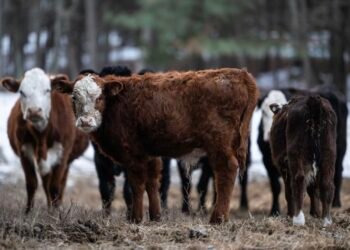 This may be the real reason USDA made a huge revision to its beef-export sales data