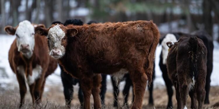 This may be the real reason USDA made a huge revision to its beef-export sales data