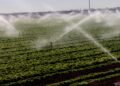 What makes this cyclospora outbreak different — and why it might not end until August  
