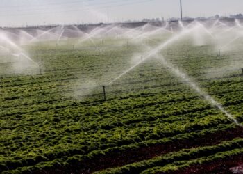What makes this cyclospora outbreak different — and why it might not end until August  